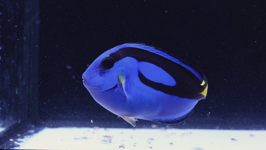 A58 - Blue Hippo Tang - WYSIWYG