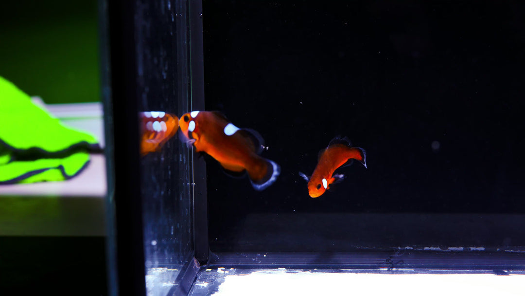 C01 - Mocha Latte Clownfish Pair - WYSIWYG