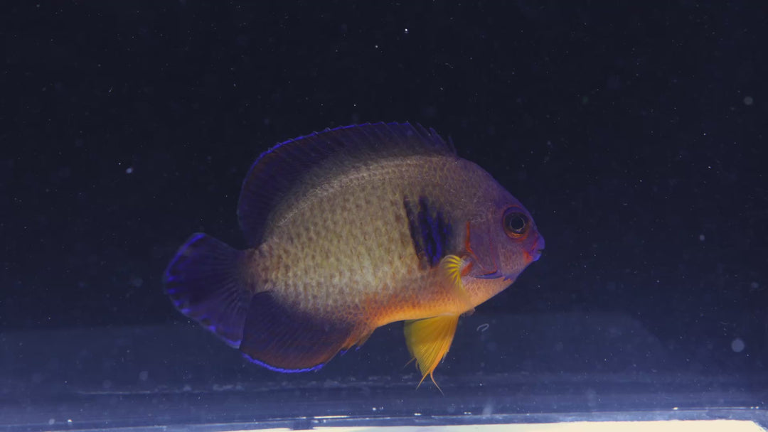 C50 - Coral Beauty Angelfish - WYSIWYG