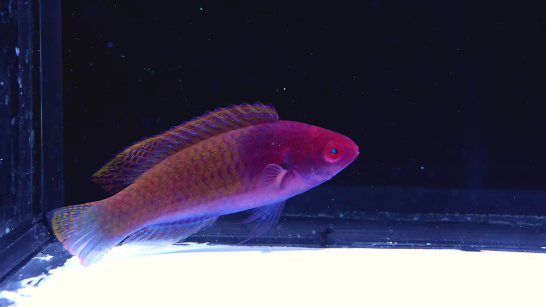 B20 - Blue Sided Fairy Wrasse - WYSIWYG
