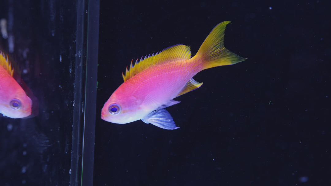 D30 - Scribbled Anthias - WYSIWYG