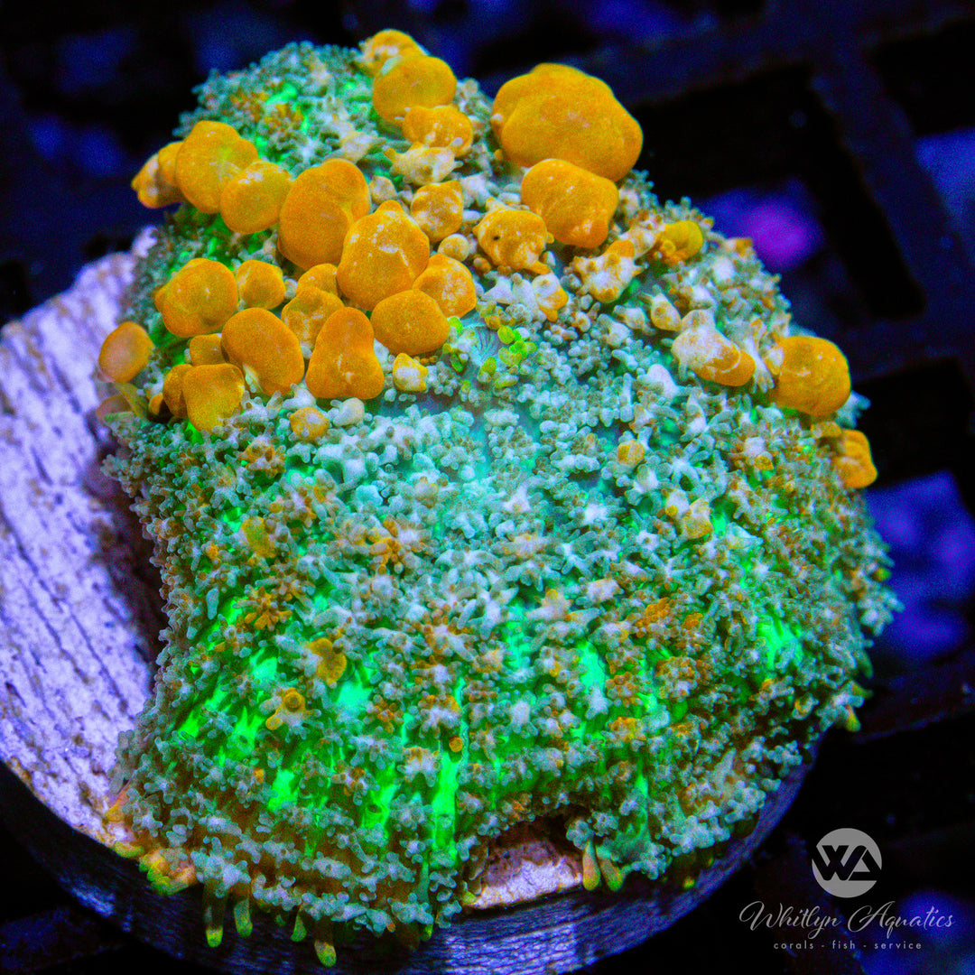 (S3) Sunkist Bounce Mushroom - WYSIWYG