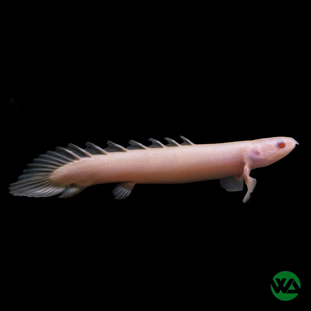 Albino Senegal Bichir