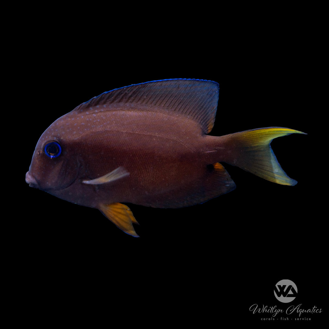 Blue Eye Tang - Ctenochaetus binotatus