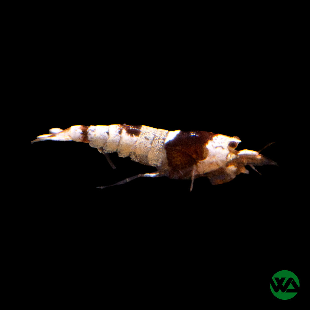 Crystal Black Shrimp - Caridina cantonensis