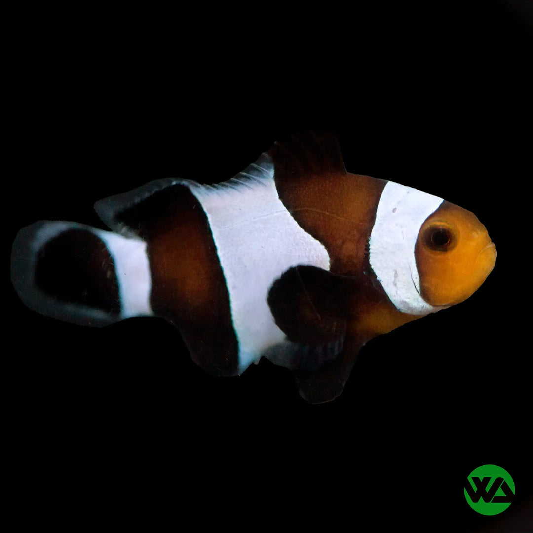 Black Ocellaris Darwin Clownfish