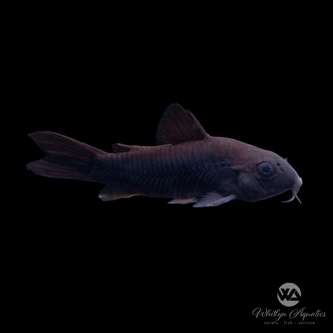 Black Venezuela Cory Catfish - Corydoras schultzei