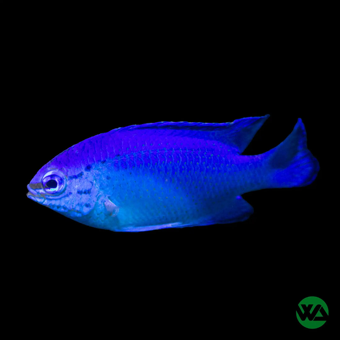Blue Damselfish - Pomacentrus coelestis