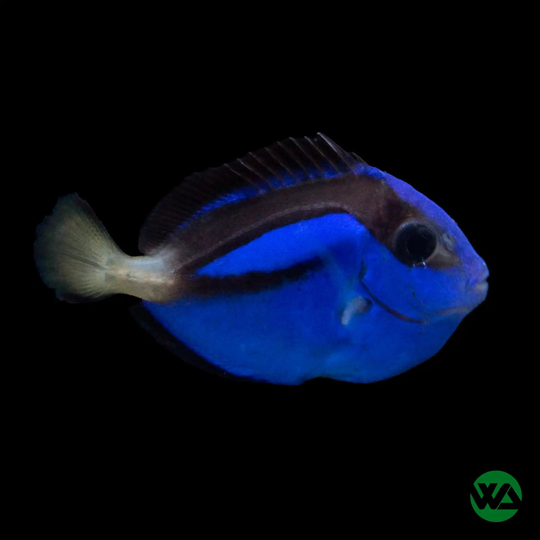 Blue Hippo Tang (Captive Bred) - Paracanthurus hepatus