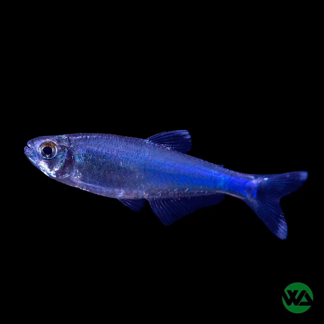 Blue King Tetra