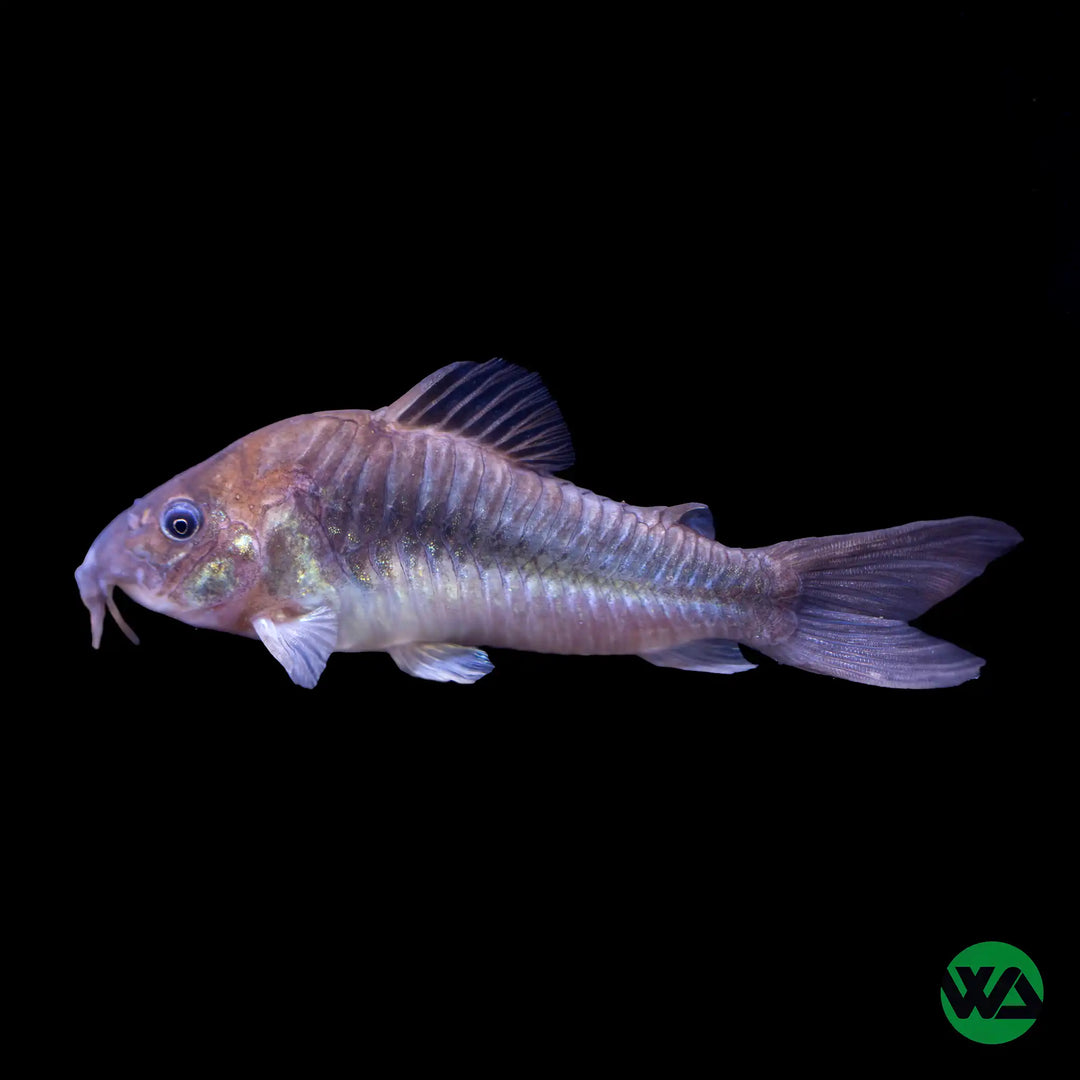 Bronze Cory