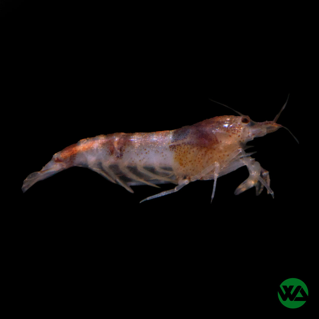 Bumblebee Shrimp - Caridina cf. breviata sp.