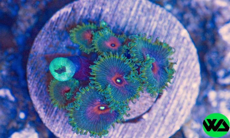 Captain America Paly, Zoanthid/Palythoa - Whitlyn Aquatics - Live Coral