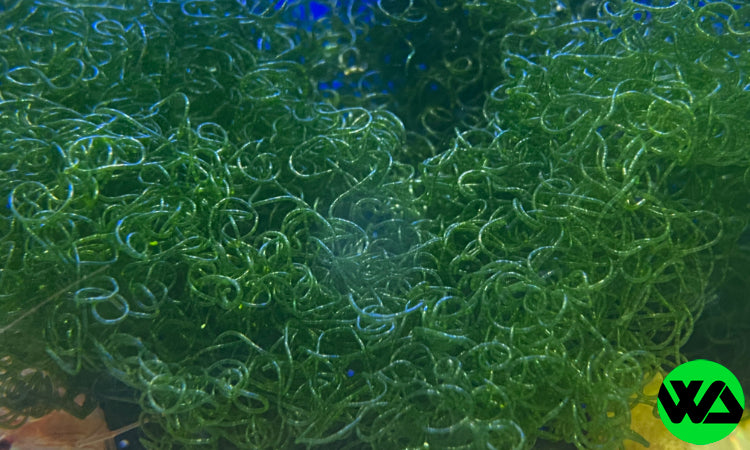 Chaeto Algae (Baseball size clump) - Chaetomorpa spp.