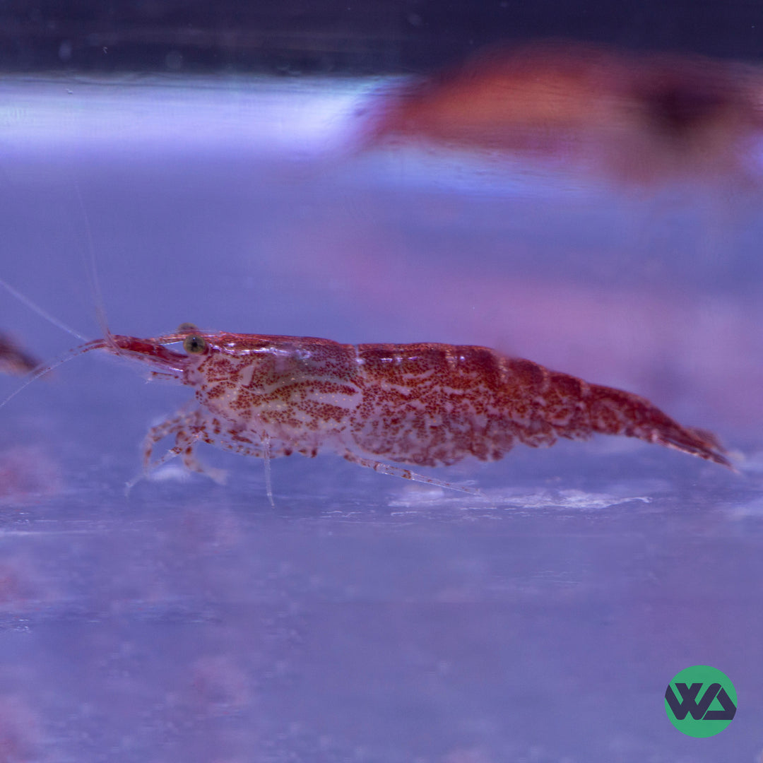 Cherry Red Shrimp - Neocaridina sp.