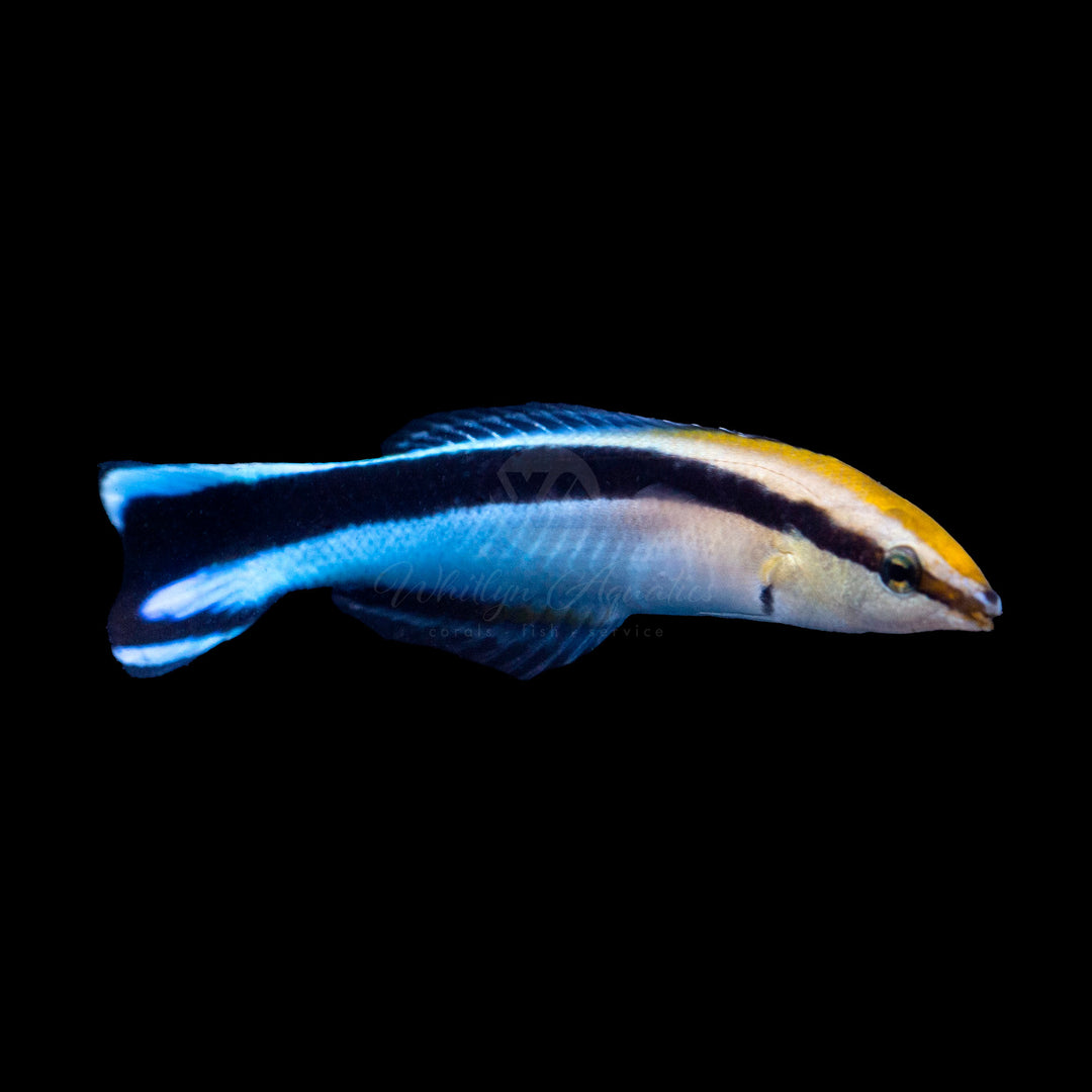 Blue Streak Cleaner Wrasse - Labroides dimidiatus