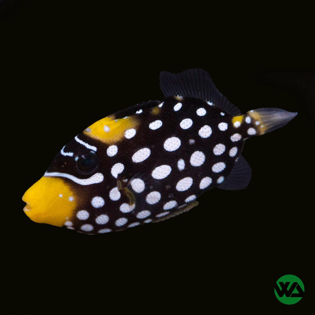 Clown Triggerfish - Balistoides conspicillum