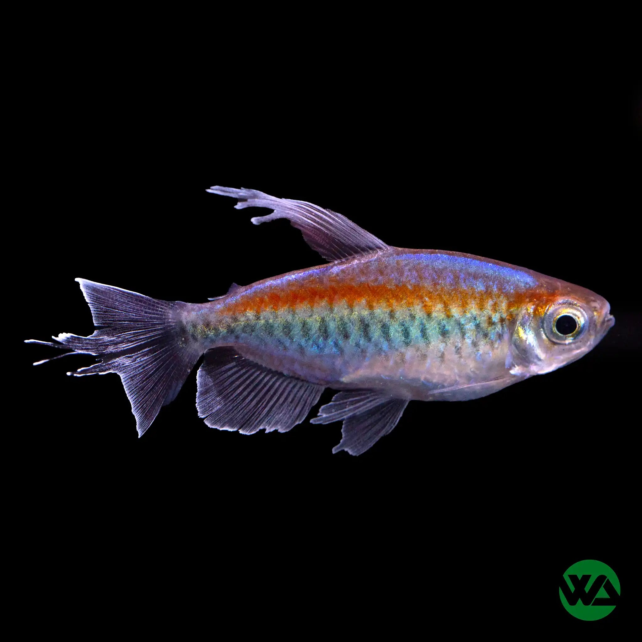 Congo Tetra - Phenacogrammus interruptus – Whitlyn Aquatics
