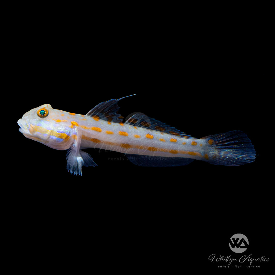 Diamond Goby - Valenciennea puellaris