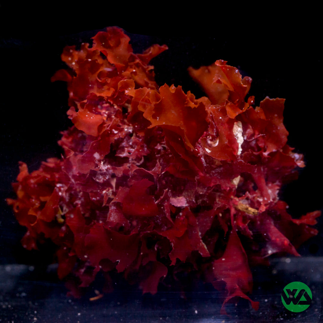Red Dragon’s Breath Macroalgae macro algae refugium