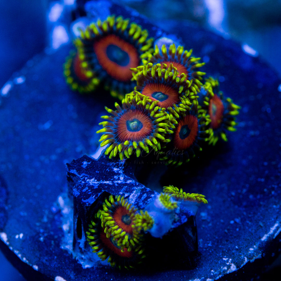 Eagle Eye Zoa Zoanthid