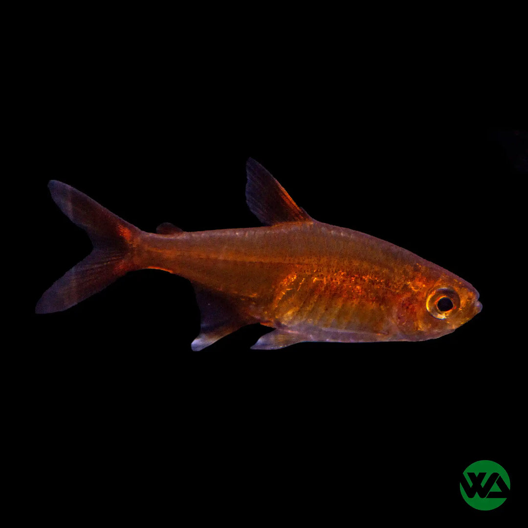 Ember Tetra