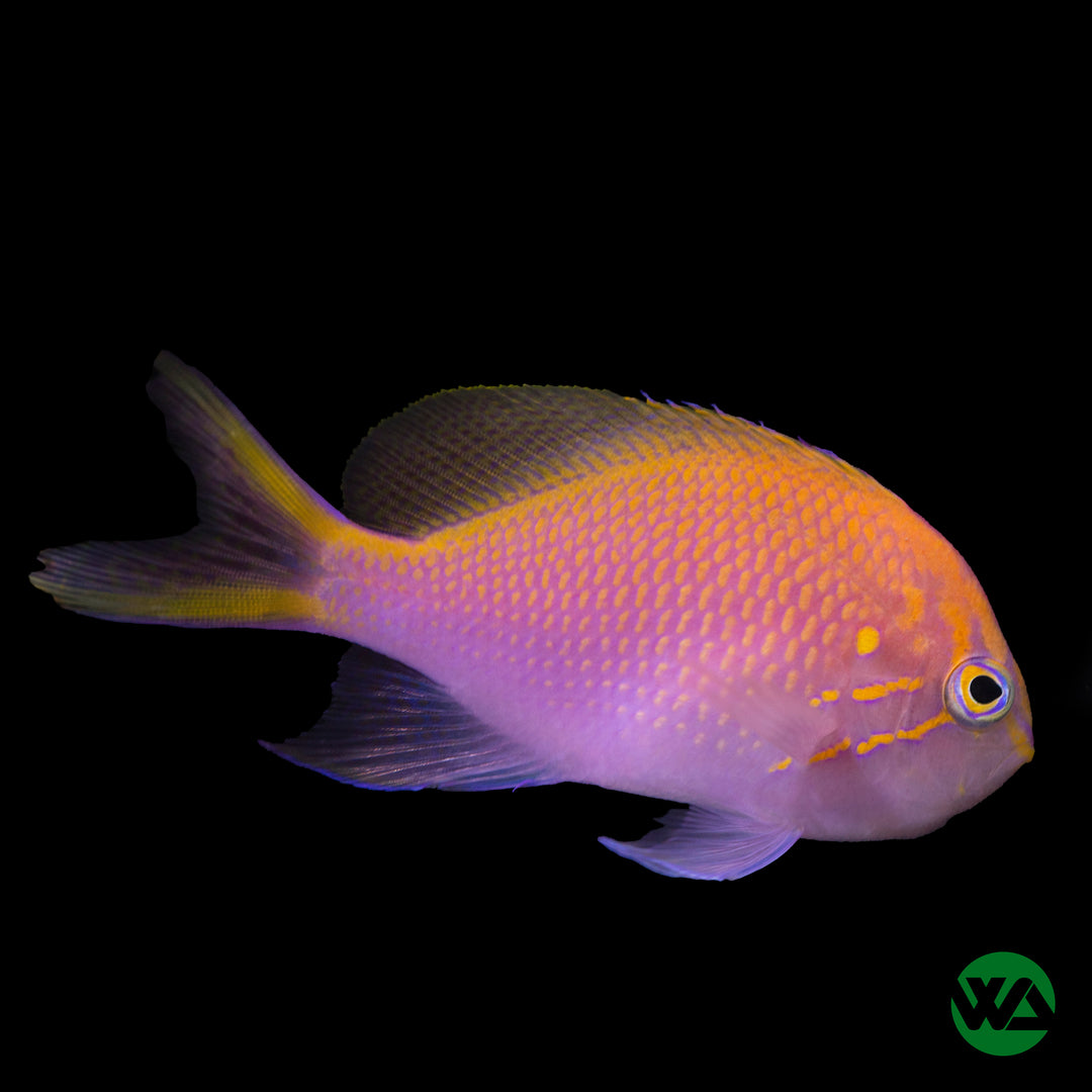 Fathead Sunburst Anthias - Serranocirrhitus latus