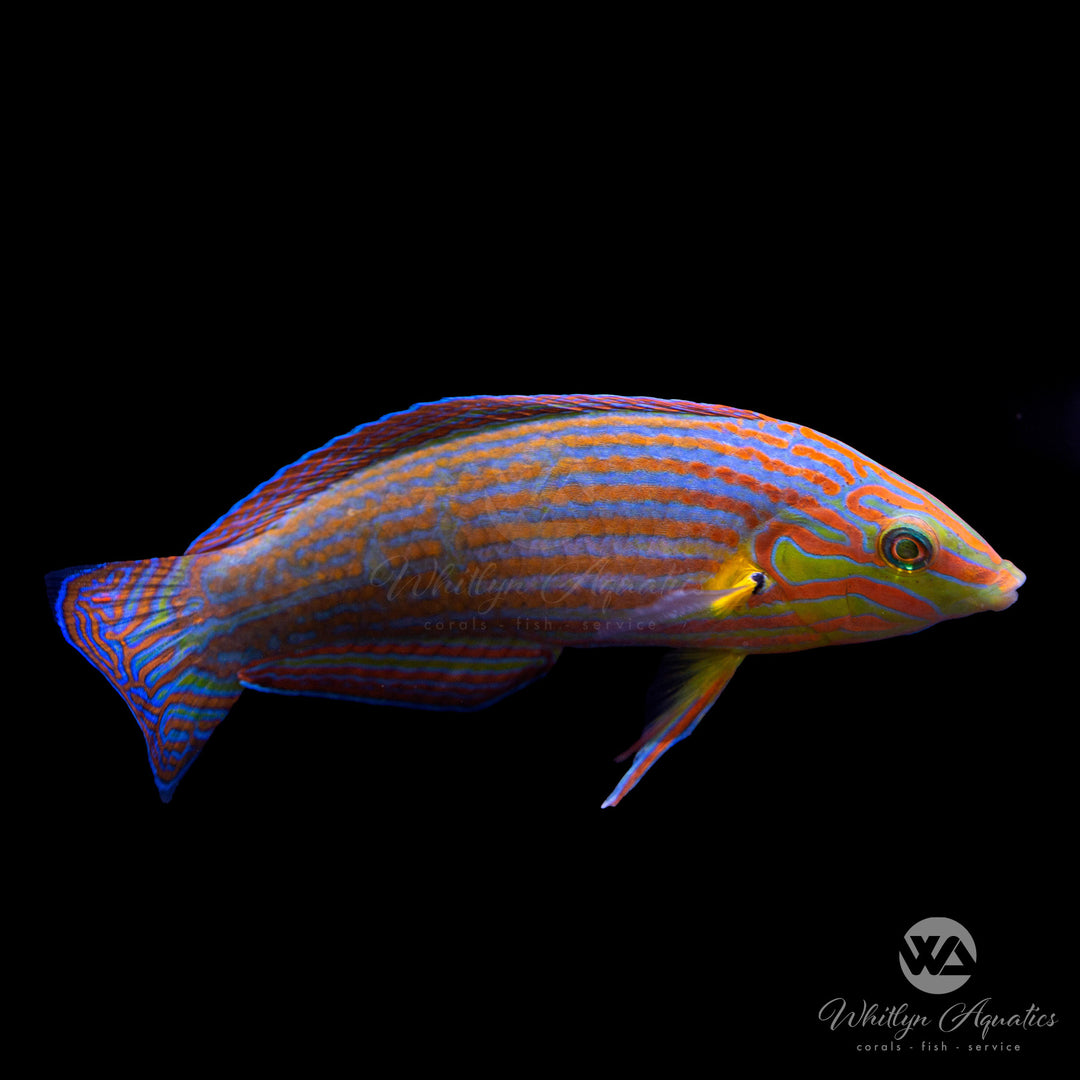 Melanurus Wrasse - Halichoeres melanurus