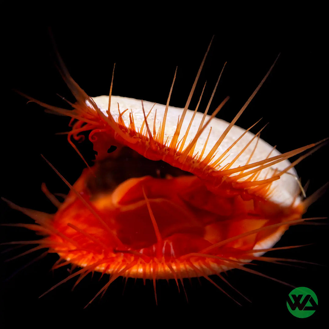 Flame Scallop