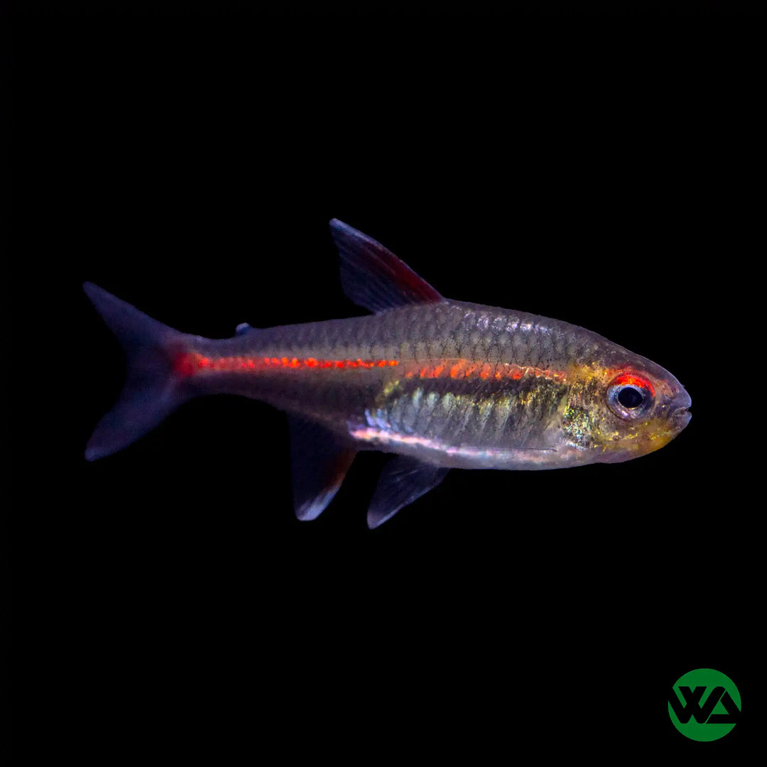 Glowlight Tetra