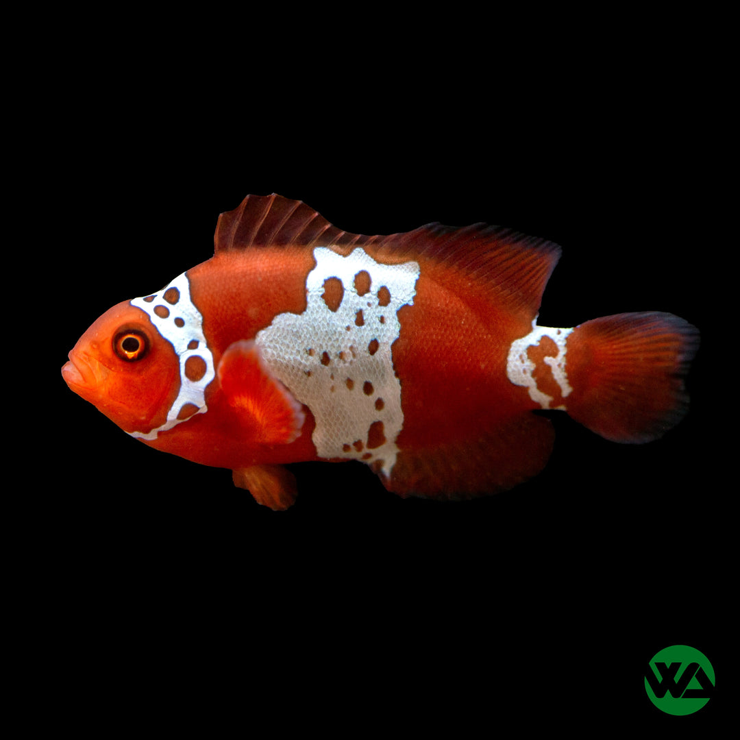 Gold Lightning Maroon Clownfish