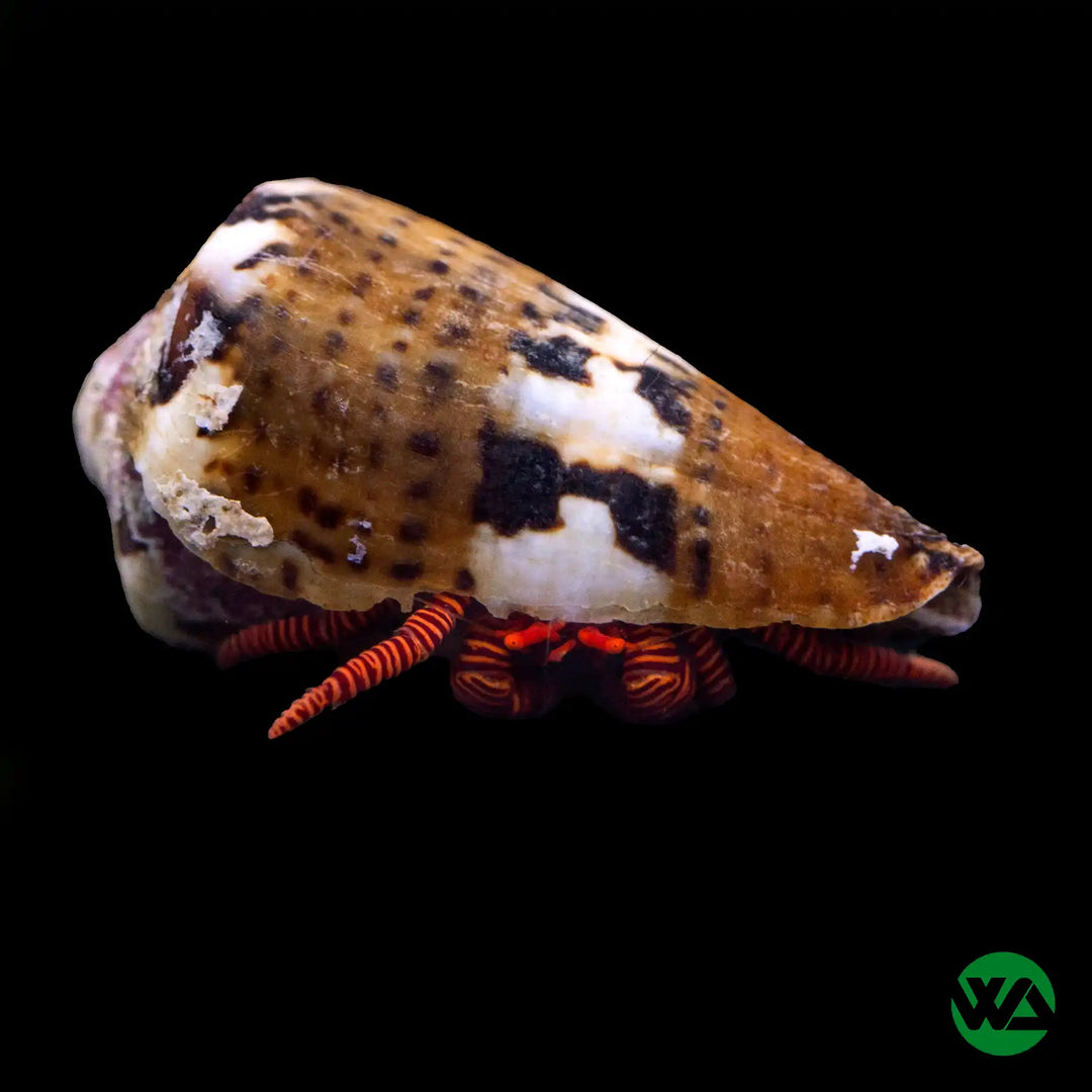 Halloween Hermit Crab - Ciliopagurus strigatus