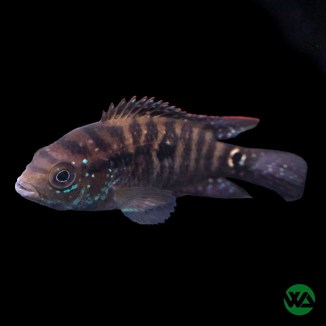 Jack Dempsey Cichlid