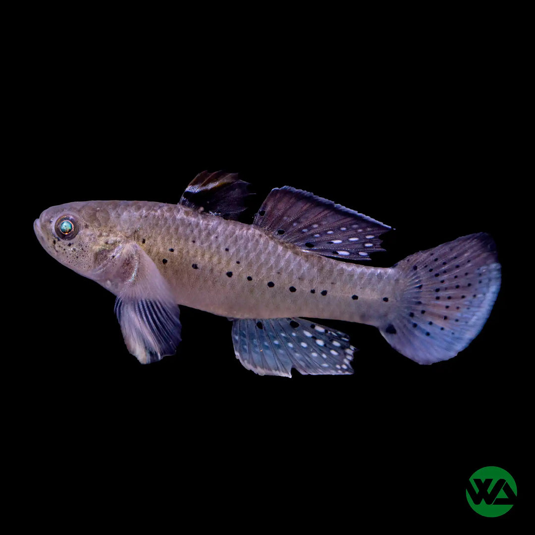 Knight Goby