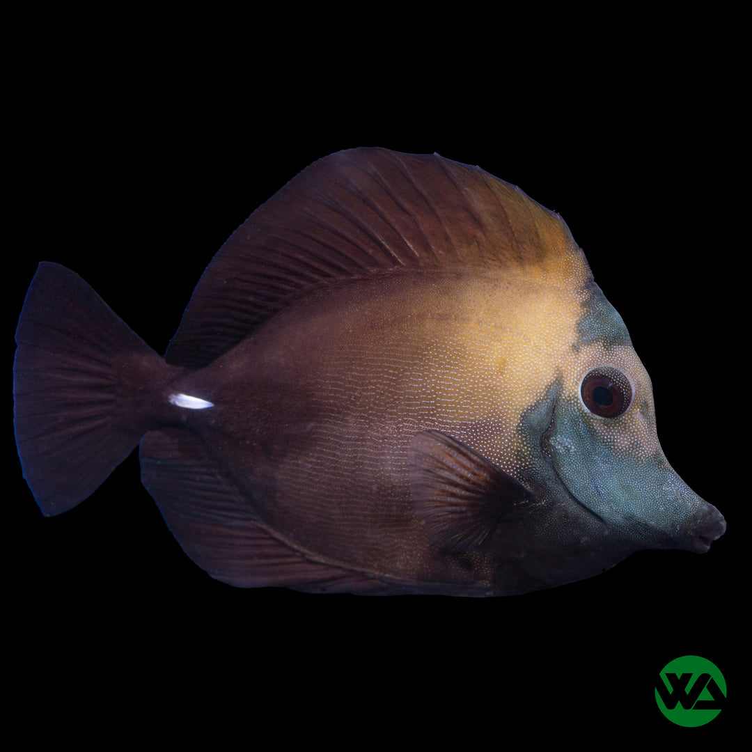 Koi Tang - Zebrasoma scopas