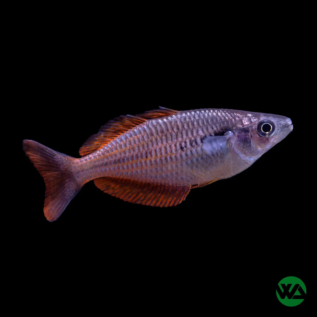 Lake Kurumoi Sunset Rainbowfish