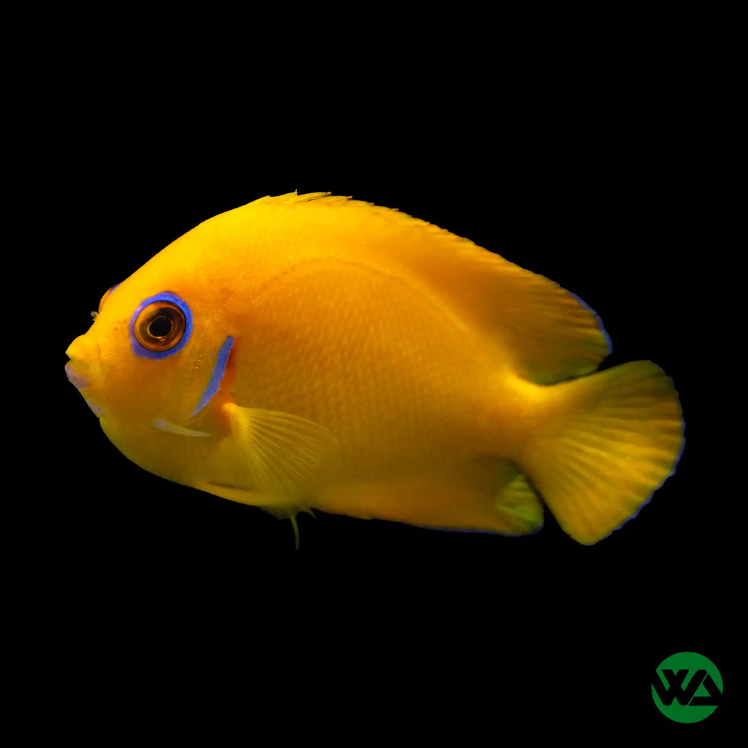 Lemon Peel Angelfish