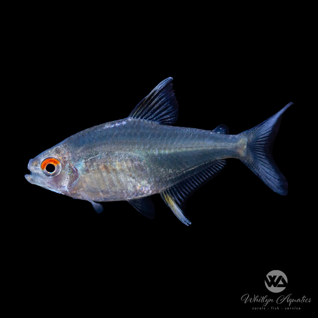 Lemon Tetra - Hyphessobrycon pulchripinni