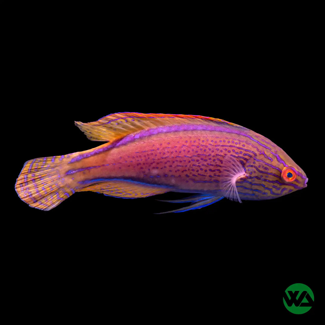 Lineatus Wrasse
