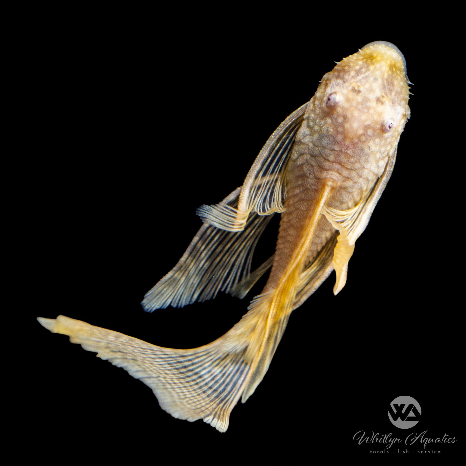 Longfin Albino Bristlenose Pleco
