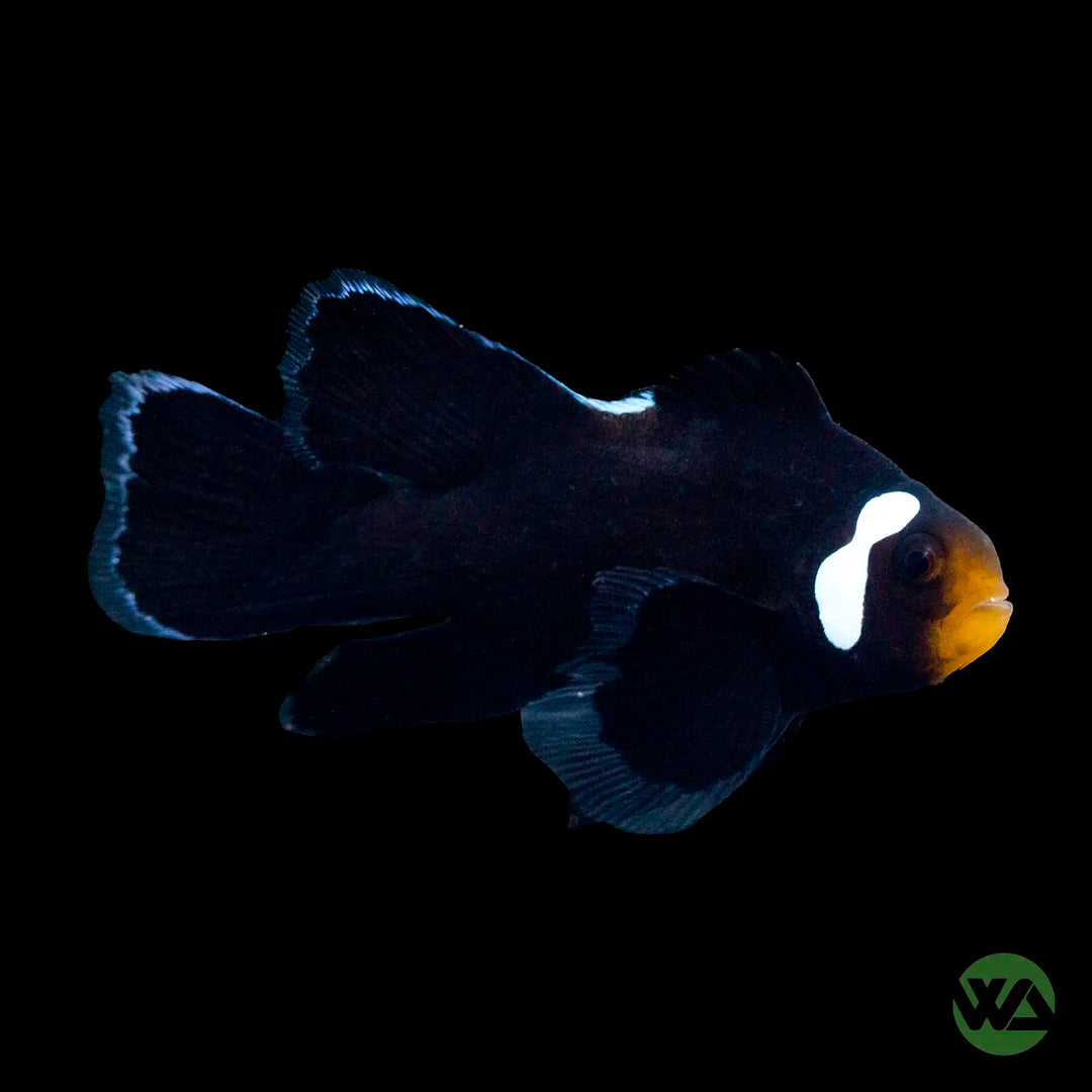 Longfin Domino Clownfish - Amphiprion Ocellaris