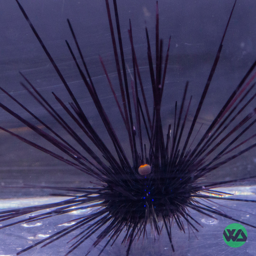 Longspine Urchin - Diadema setosum