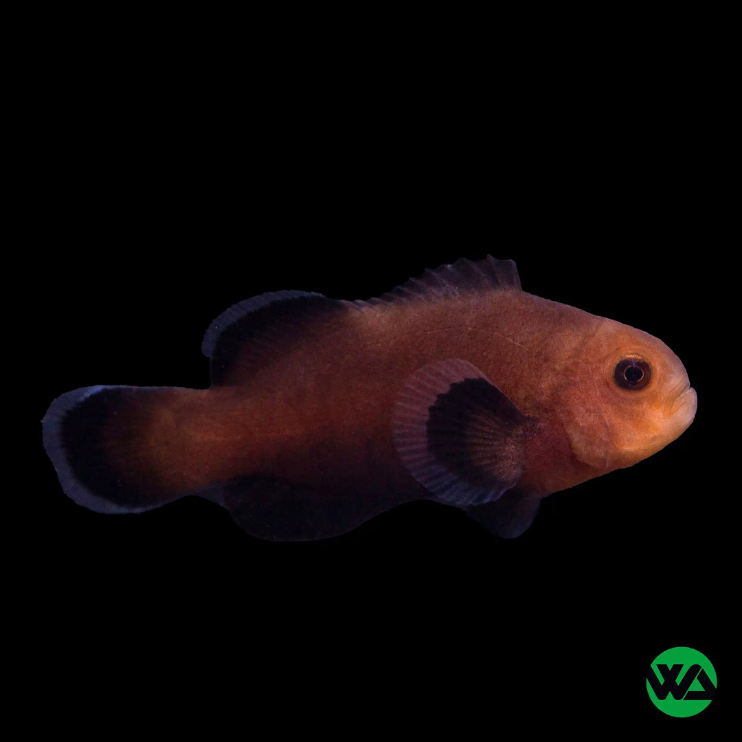 Midnight Clownfish
