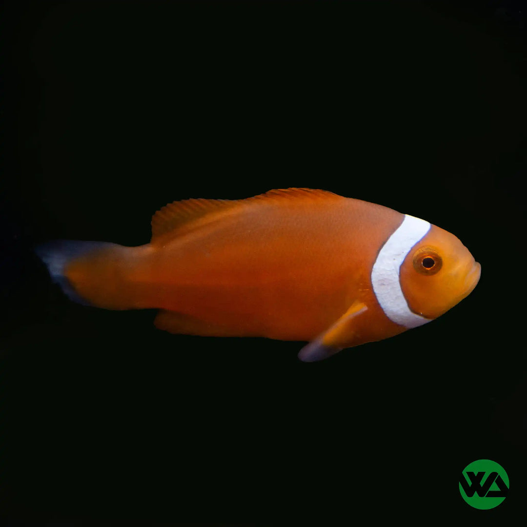 Misbar Percula Clownfish