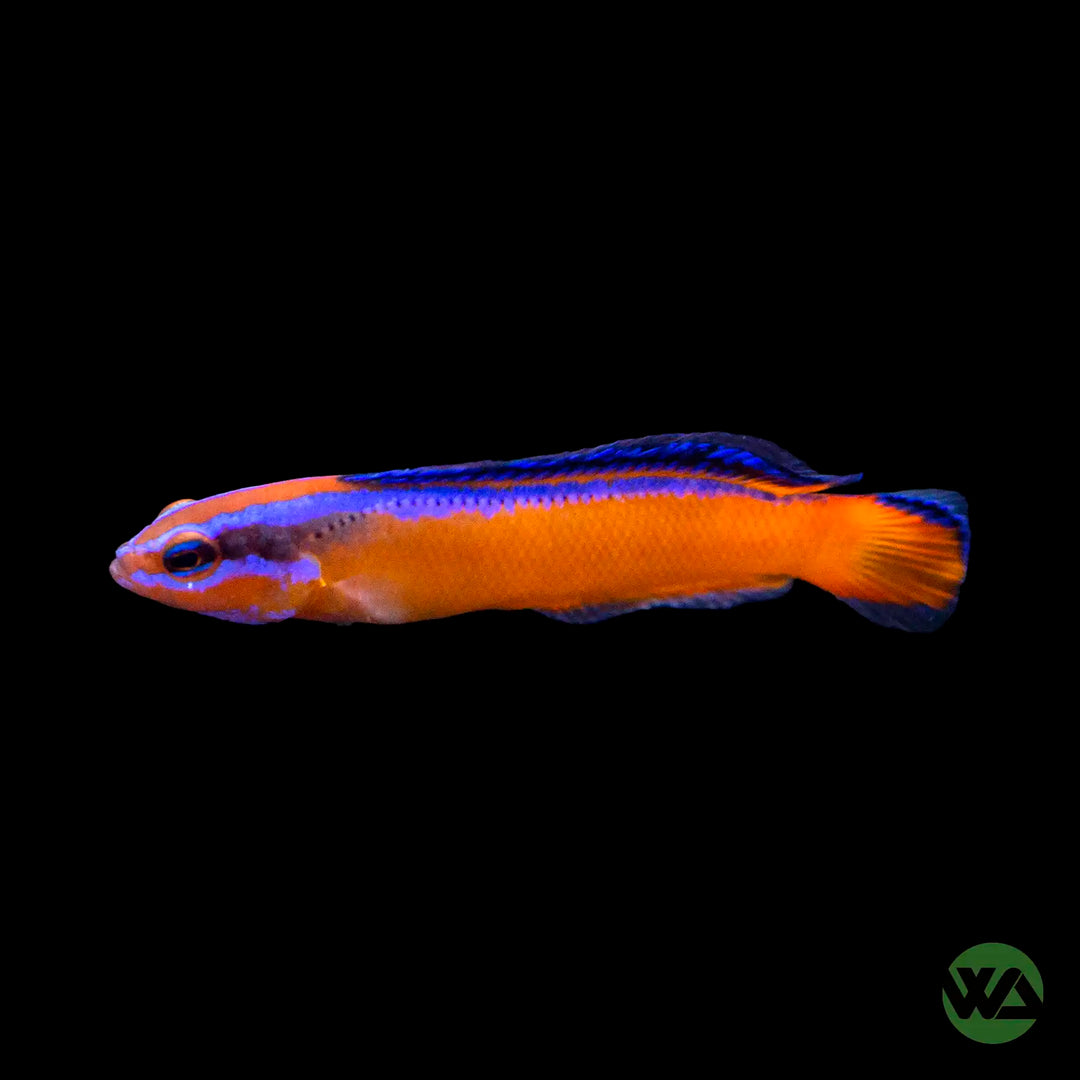 Neon Dottyback (Captive Bred) - Pseudochromis Aldabraensis