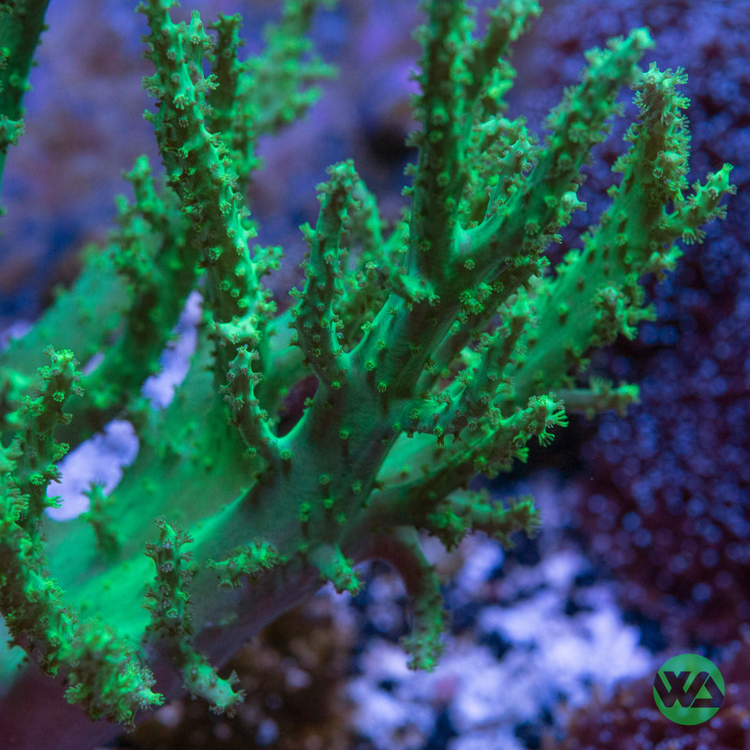 WA Neon Green Nephthea Coral
