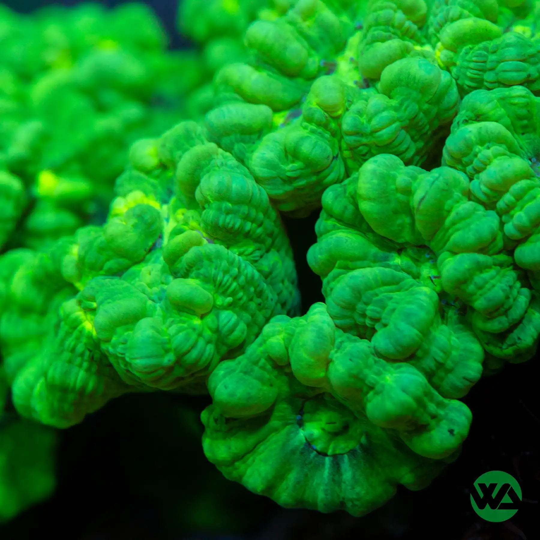 Neon Green Trumpet Candy cane coral