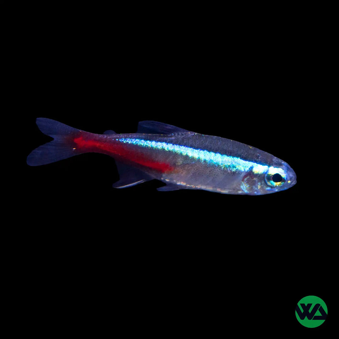 Neon Tetra