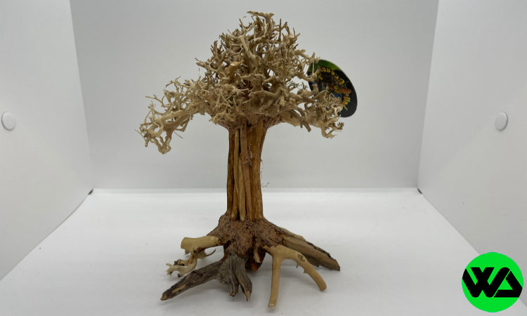 Pagoda Bonsai Wood Medium