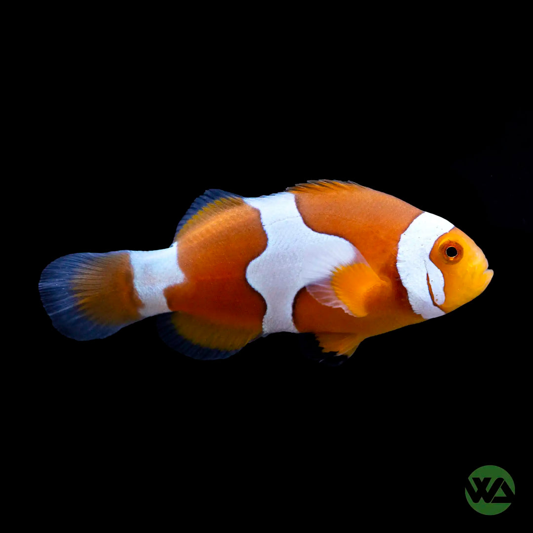 Picasso Clownfish (Grade B) - Amphiprion Ocellaris